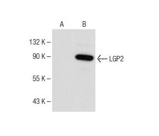 LGP2 Antibody (E-1) - Western Blotting - Image 150581