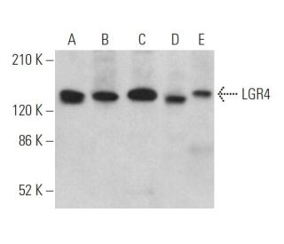 LGR4 Antibody (C-12) - Western Blotting - Image 370041 