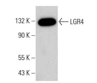 LGR4 Antibody (C-12) - Western Blotting - Image 382205Each CRISPR/Cas9 Knockout (KO) Plasmid product consists of a pool of 3 plasmids designed to ensure identification and cleavage of a specific gene for maximum knockout efficiency. Each plasmid encodes a unique 20 nt sequence derived from the GeCKO (v2) library.