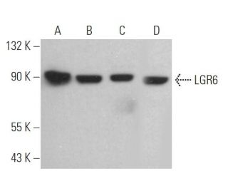 LGR6 Antibody (F-5) - Western Blotting - Image 363185 