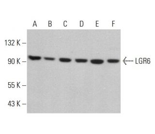 LGR6 Antibody (F-5) - Western Blotting - Image 381905 