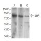 LHR Antibody (8G9A2) - Western Blotting - Image 358343