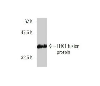 LHX1 Antibody (2A8) - Western Blotting - Image 348535