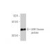 LHX1 Antibody (2A8) - Western Blotting - Image 348535