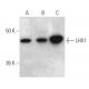 LHX1 Antibody (C-6) - Western Blotting - Image 354249