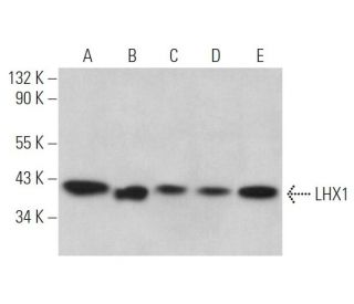 LHX1 Antibody (C-6) - Western Blotting - Image 373219 