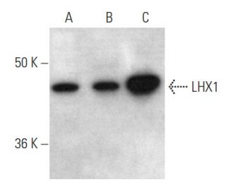 LHX1 Antibody (C-6) - Western Blotting - Image 354249 