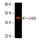 LHX2 Antibody (6G2) - Western Blotting - Image 405020 