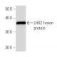 LHX2 Antibody (LHX2A12G1) - Western Blotting - Image 16863