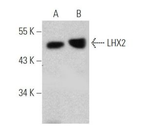 western blotting image from recommended LHX2 (6G2) monoclonal antibody replacement. Image 368580