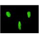 LHX3 Antibody (2C10) - Immunofluorescence - Image 346129 