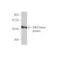 LHX3 Antibody (2C10) - Western Blotting - Image 348889