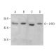 LHX3 Antibody (2C10) - Western Blotting - Image 385196 