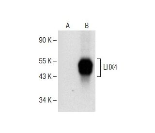 LHX4 Antibody (E-10) - Western Blotting - Image 151275