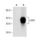 LHX4 Antibody (E-10) - Western Blotting - Image 151275