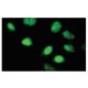LHX5 Antibody (KP-02) - Immunofluorescence - Image 53969