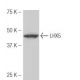 LHX5 Antibody (KP-02) - Western Blotting - Image 54013 