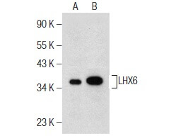 ❤︎⃜naoさま確認ページ♡ LHX6 Antibody (A-9) | SCBT - Santa Cruz Biotechnology