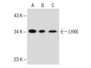 LHX6 Antibody (A-9) | SCBT - Santa Cruz Biotechnology
