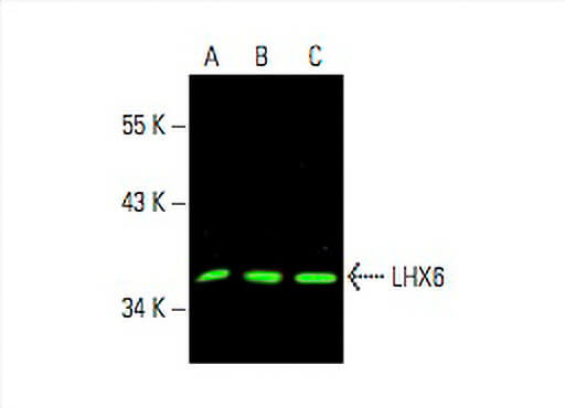 専用ページ　S-0 LHX6 Antibody (A-9) | SCBT - Santa Cruz Biotechnology