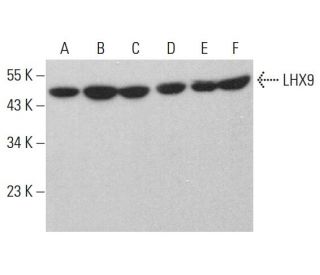 LHX9 Antibody (A-9) - Western Blotting - Image 375372 