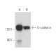 western blotting image from recommended LI-cadherin (H-1) monoclonal antibody replacement. Image 357472