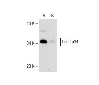 Licochalcone-A, Synthetic: sc-319884. Western blot analysis of Cdc2 p34 expression in untreated (A) and Licochalcone-A, Sy 