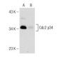 Licochalcone-A, Synthetic: sc-319884. Western blot analysis of Cdc2 p34 expression in untreated (A) and Licochalcone-A, Sy 