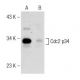 Licochalcone-A, Synthetic: sc-319884. Western blot analysis of Cdc2 p34 expression in untreated (A) and Licochalcone-A, Sy 