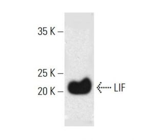 western blotting image from recommended LIF (E-10) monoclonal antibody replacement. Image 382024