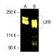 western blotting image from recommended LIFR (A-10) monoclonal antibody replacement. Image 404921