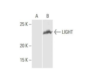 LIGHT Antibody (4E3) - Western Blotting - Image 352168 