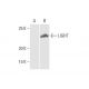 LIGHT Antibody (4E3) - Western Blotting - Image 352168 