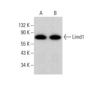 Limd1 Antibody (H-4) - Western Blotting - Image 382640