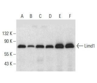 Limd1 Antibody (H-4) - Western Blotting - Image 318167