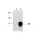 LIME Antibody (A-7) - Western Blotting - Image 138491