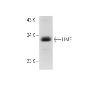 LIME Antibody (A-7) - Western Blotting - Image 325115 