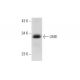 LIME Antibody (A-7) - Western Blotting - Image 325115 
