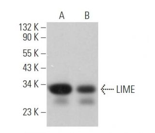LIME Antibody (E-1) - Western Blotting - Image 373423 
