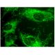 LIME Antibody (H-8) - Immunofluorescence - Image 296826 