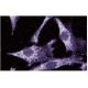 LIMK-1 Antibody (42) - Immunofluorescence - Image 60631