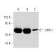 western blotting image from recommended LIMK-1 (H-12) monoclonal antibody replacement. Image 356924
