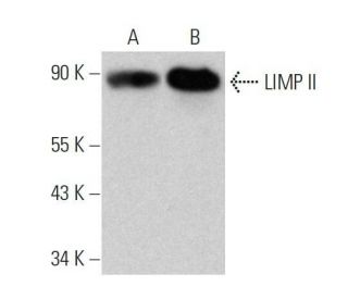 LIMP II Antibody (D-3) - Western Blotting - Image 358561 