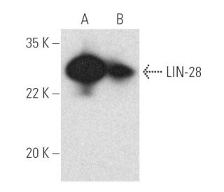 LIN-28 Antibody (6D1F9) - Western Blotting - Image 390981 