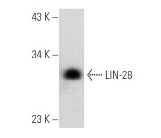 LIN-28 Antibody (C-9) - Western Blotting - Image 354837 