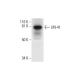 LIN-41 Antibody (B-12) - Western Blotting - Image 294663