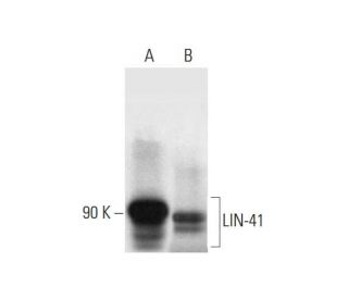 LIN-41 Antibody (E-1) - Western Blotting - Image 294790 