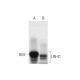 LIN-41 Antibody (E-1) - Western Blotting - Image 294790 