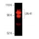 LIN-41 Antibody (E-1) - Western Blotting - Image 403753 
