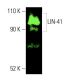 LIN-41 Antibody (E-1) - Western Blotting - Image 403754